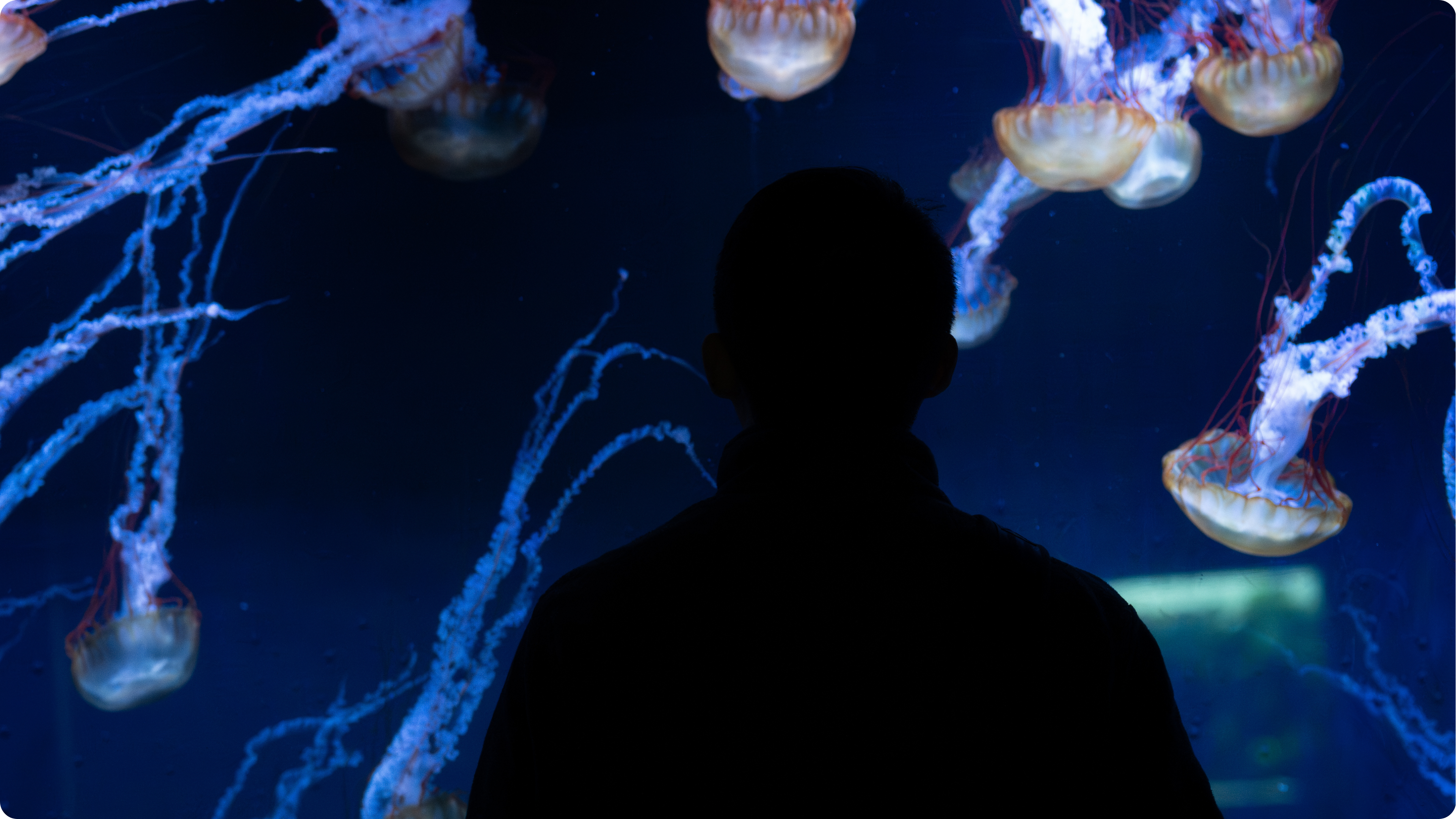 Anne's husband posing in front of a huge jellyfish wall