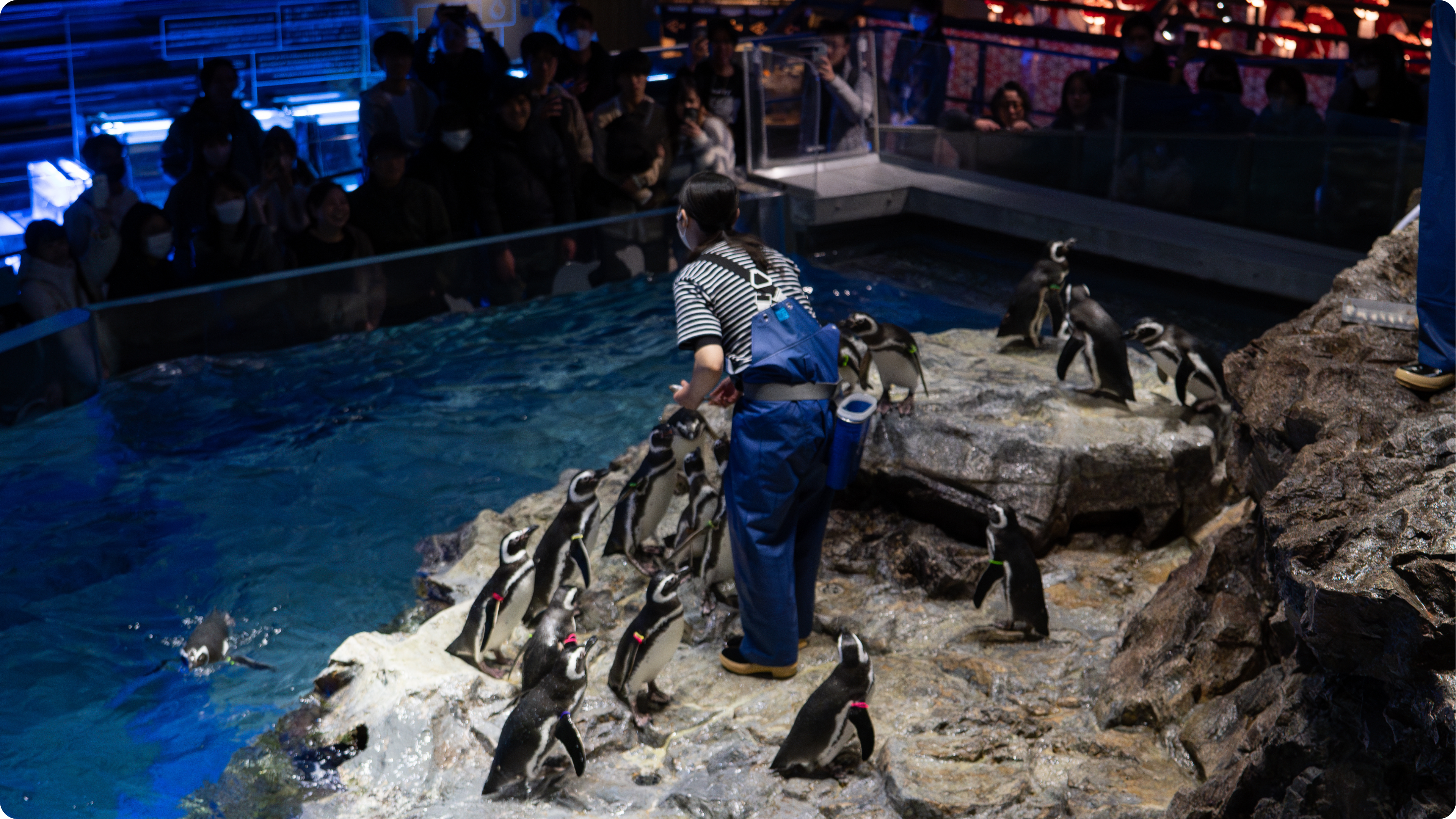 Penguins lining up for meal time